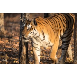 Tadoba + Pench National Park 4N/5D